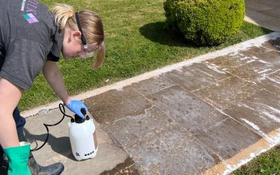 how to remove black spot – and prevent regrowth