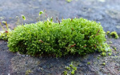 REMOVING ALGAE FROM STONE & TILES