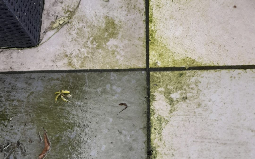 HOW TO DEEP CLEAN SLIPPERY PATHS & PATIOS ECOPROTEC