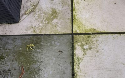 HOW TO DEEP CLEAN SLIPPERY PATHS & PATIOS