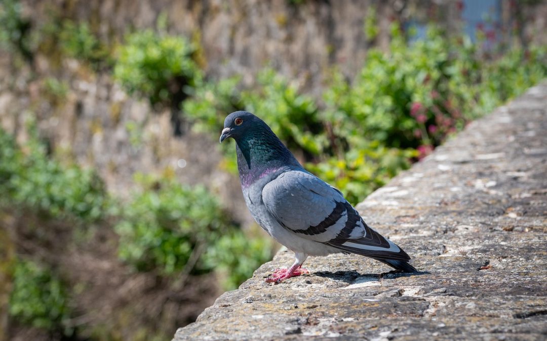 HOW TO REMOVE BIRD EXCREMENT FROM PAVING SLABS