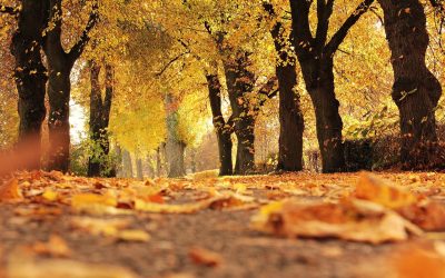 PREPARING PATHS & PATIOS FOR AUTUMN